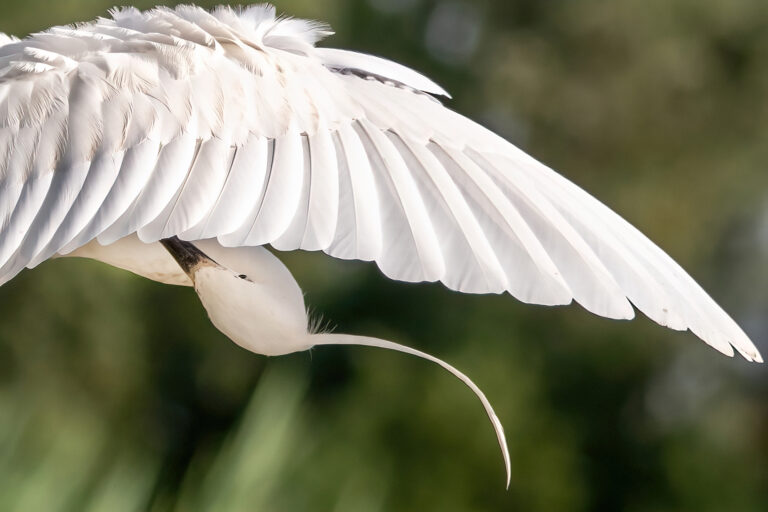 MARIO CIONI - Morning-care-Mario-Cioni